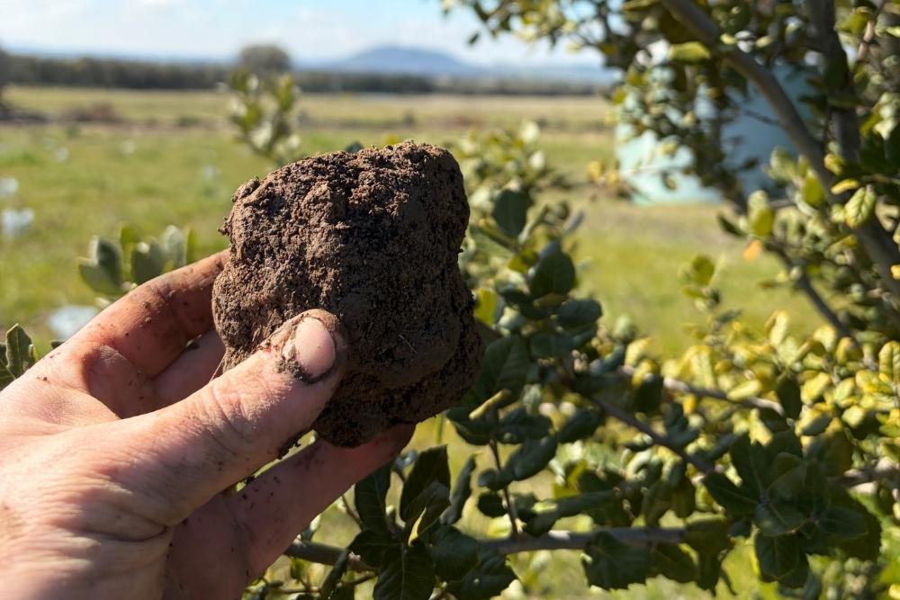 A hand holding a freshly harvested black truffle covered in soil with a sunny orchard in the background-